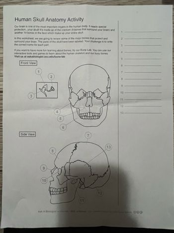 Answered Human Skull Anatomy Activity Our Brain Bartleby