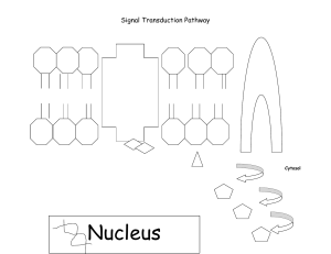 AP Biology Cell Communication Worksheet Chapter 11