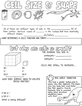  AP Biology Cell Size Sketch Notes By Creativity Meets Cognition