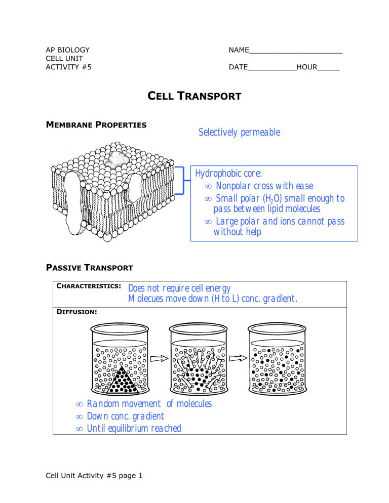 AP Biology Cell Transport Membrane Properties Worksheet