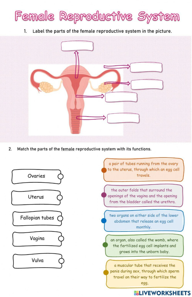 Art Labeling Activity Internal Organs Of The Female Reproductive System 