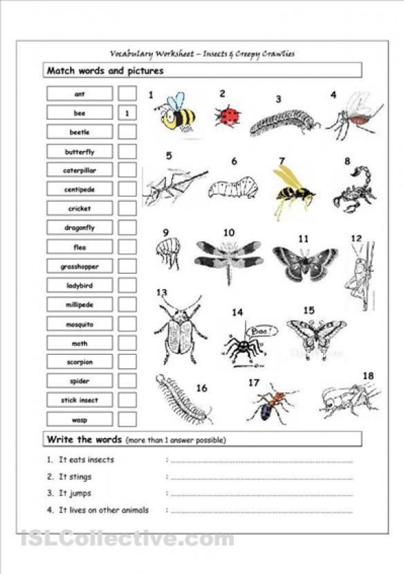 Arthropod Coloring Worksheet Printable Word Searches
