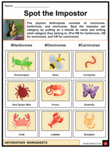 Arthropods Facts Worksheets Classifications Evolution