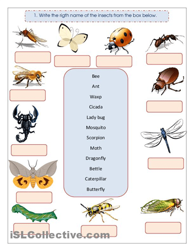 Arthropods Skills Worksheet Answers SkillsWorksheets