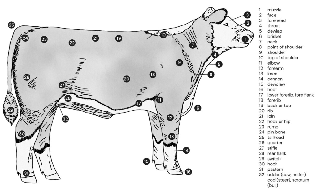 Assessing Cattle Hereford Cattle Society