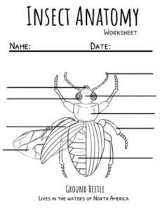Basic Insect Anatomy Worksheet With Video Distance Learning By