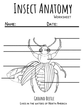 Basic Insect Anatomy Worksheet With Video Distance Learning By 