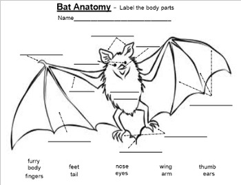 Bat Anatomy Label Body Parts PDF By Smart Lesson Plans 2 Go TpT