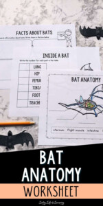 Bat Anatomy Worksheet