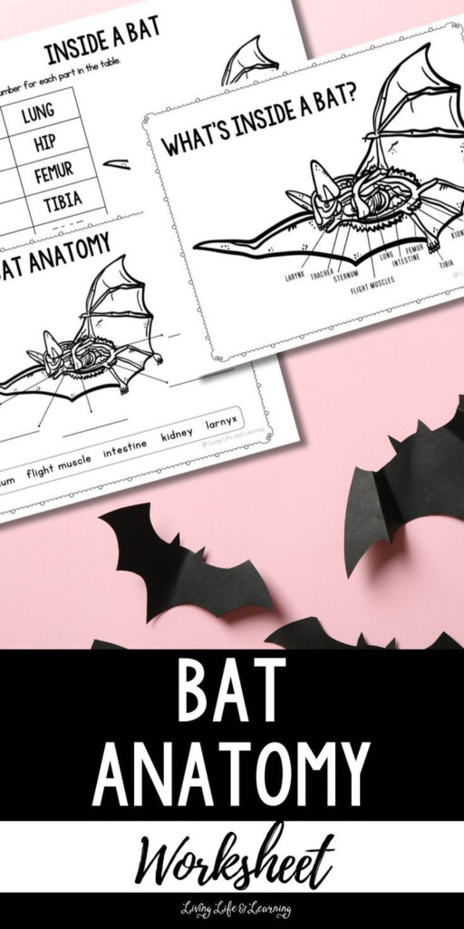 Bat Anatomy Worksheet Trong 2024