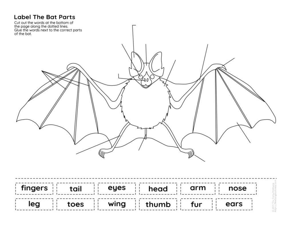 Bat Parts Free Printable Activities Perfect For Learning Animal Science