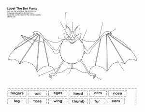 Bat Parts Free Printable Activities Perfect For Learning Animal Science