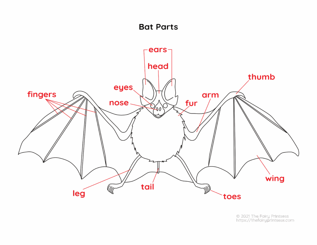 Bat Parts Free Printable Activities Perfect For Learning Animal Science