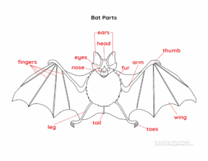 Bat Parts Free Printable Activities Perfect For Learning Animal Science