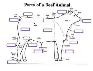 Beef Cattle Anatomy