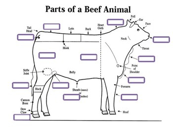 Beef Cattle Anatomy