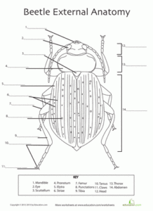 Beetle Anatomy Worksheet Education Anatomy Science