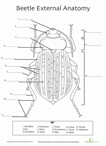 Beetle Anatomy Worksheet Education Anatomy Science