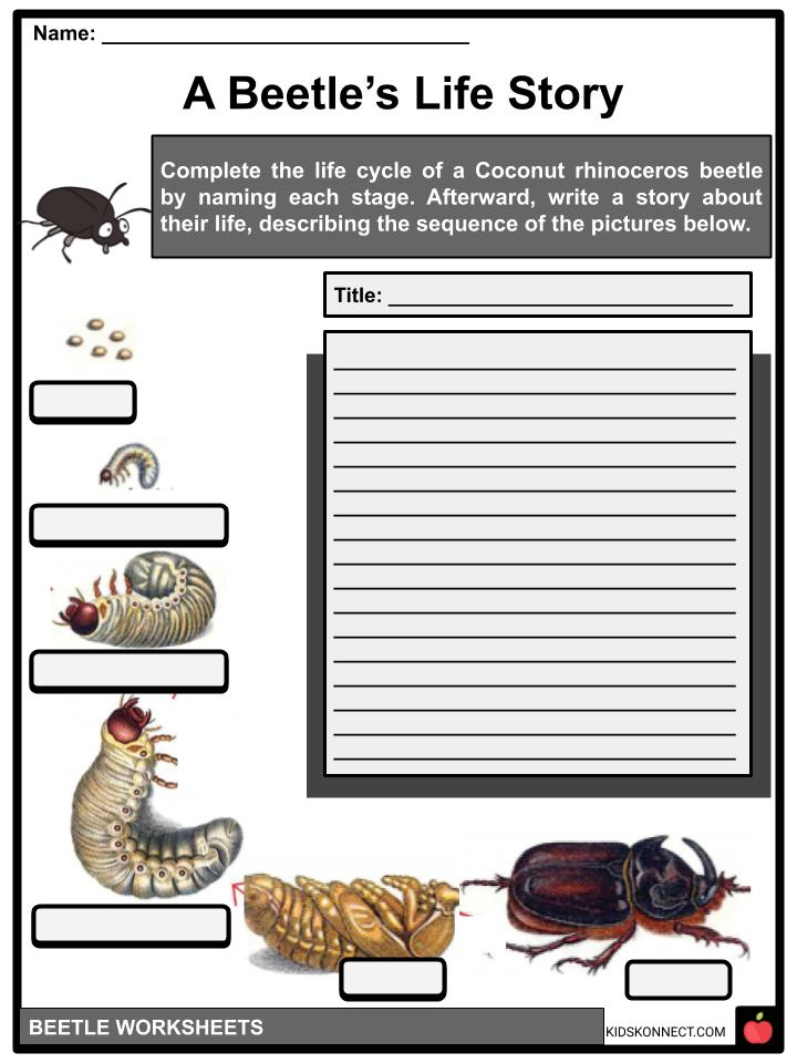 Beetle Facts Worksheets Etymology Anatomy For Kids