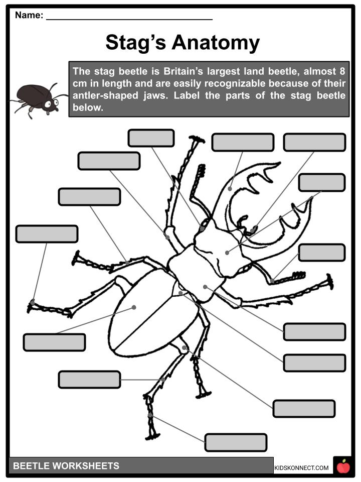 Beetle Facts Worksheets Etymology Anatomy For Kids