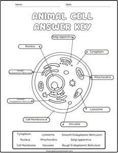 Best Free Animal Cell Worksheets With Answers Easy Print The