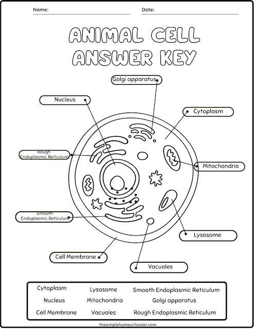 Best Free Animal Cell Worksheets With Answers Easy Print The 