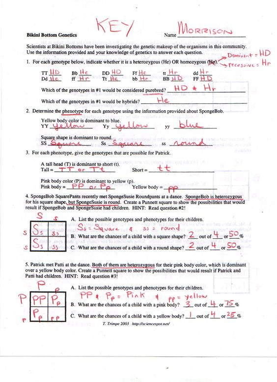 Bikini Bottom Genetics Middle School Life Sciences Pinterest 