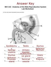 BIO 132 Anatomy Of The Male Reproductive System Lab Worksheet Answer 