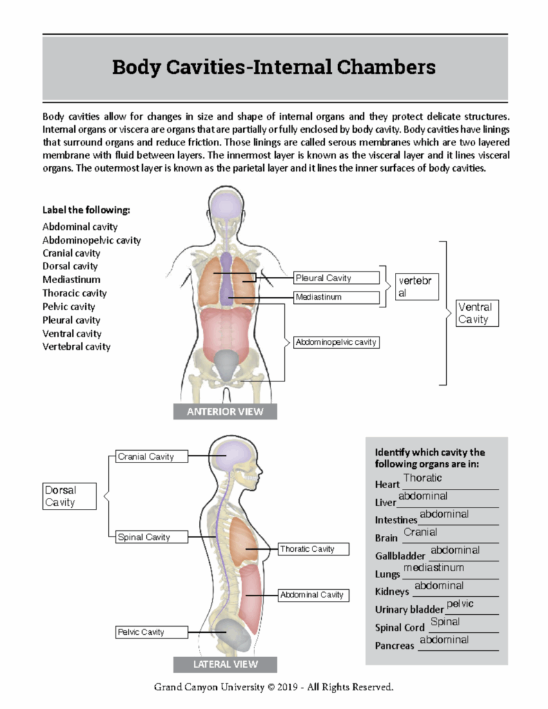 BIO 201L RS Online Body Cavities Fillable Body Chambers Body Cavities 