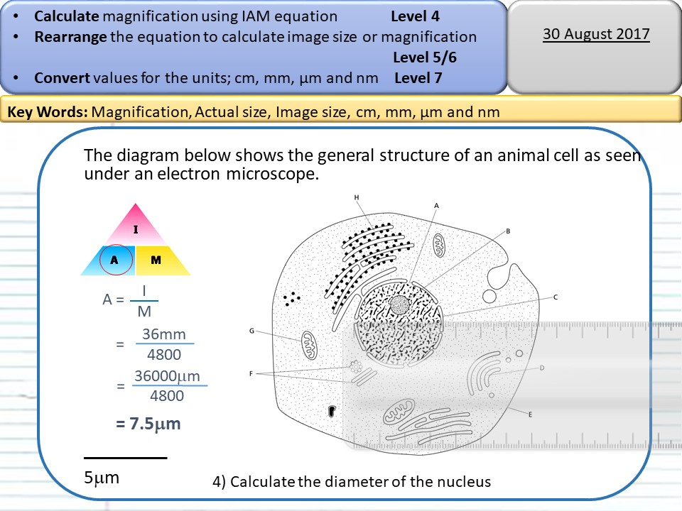 Biological Magnification Worksheet