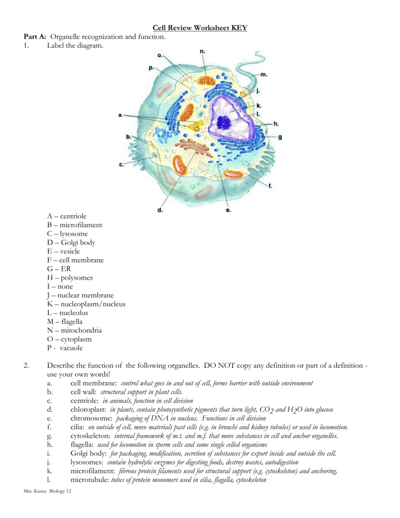Biology 12 The Cell REVIEW WORKSHEET
