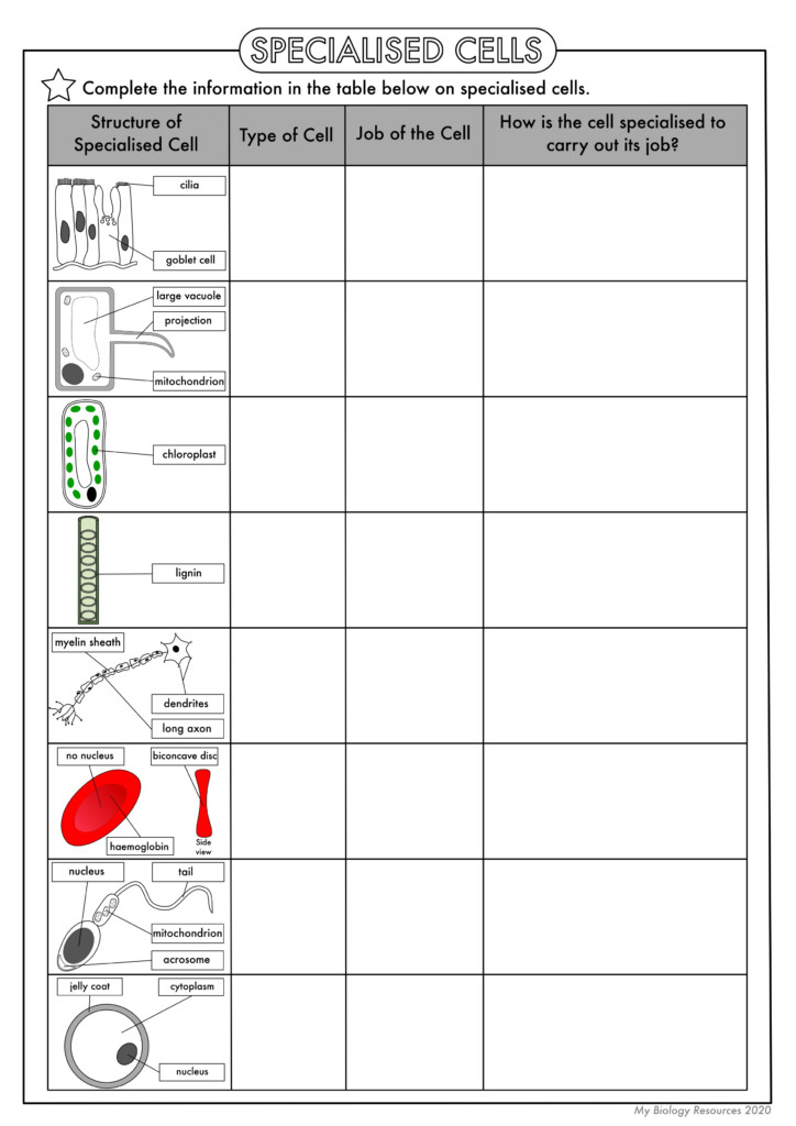 Biology Cells Worksheet