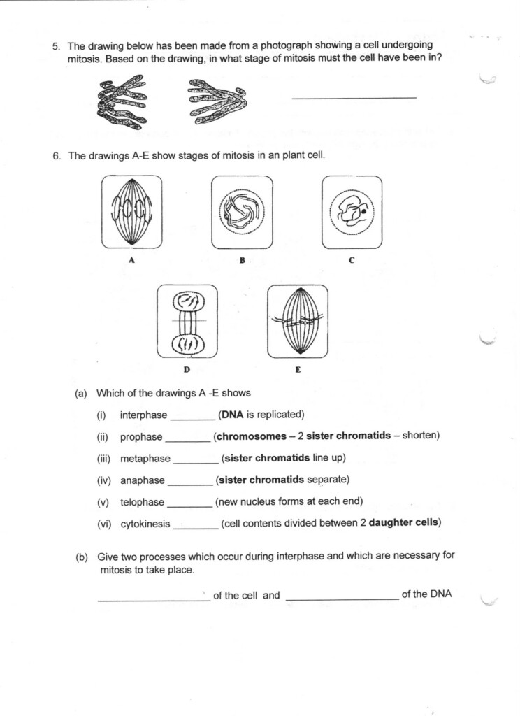 Biology Corner Worksheets On Genetics