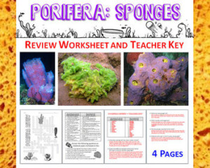 Biology Zoology Phylum Porifera Sponges Review Worksheet TpT