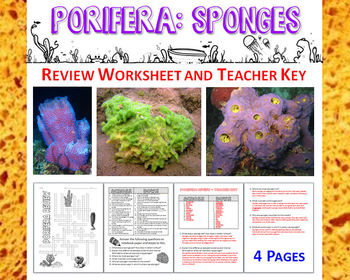 Biology Zoology Phylum Porifera Sponges Review Worksheet TpT