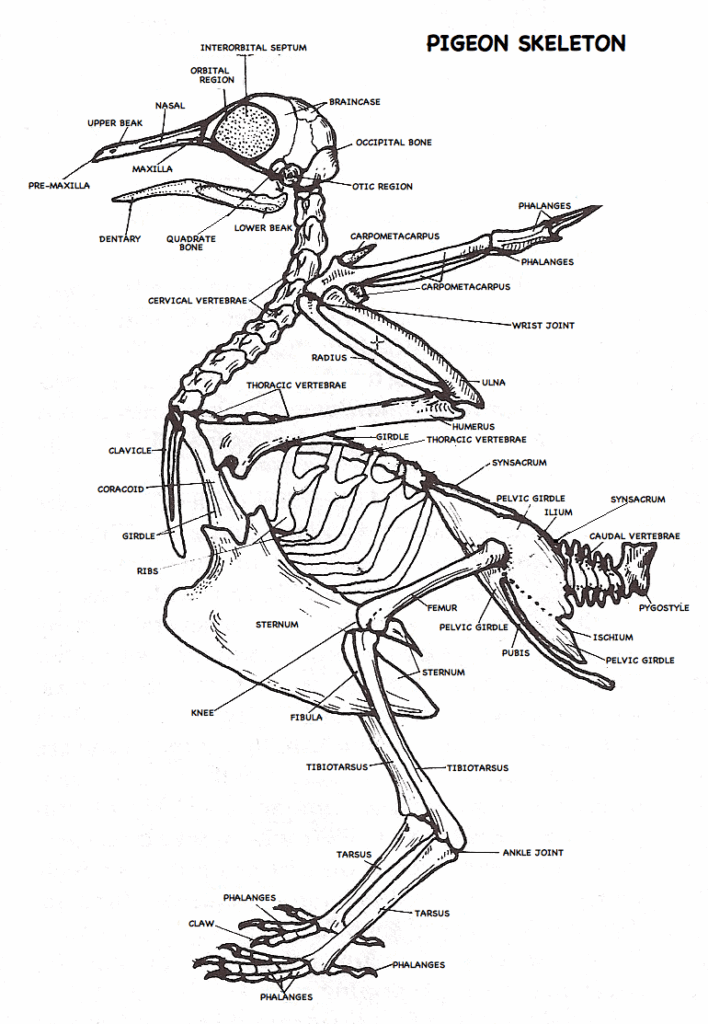 Bird Anatomy Diagram Bone Joints