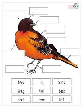 Bird Anatomy Worksheet By A To Zebra Teachers Pay Teachers