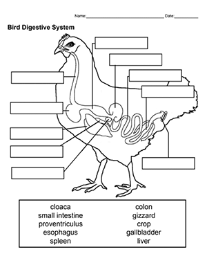 Bird Digestive System Biology Worksheet Agriculture Education 