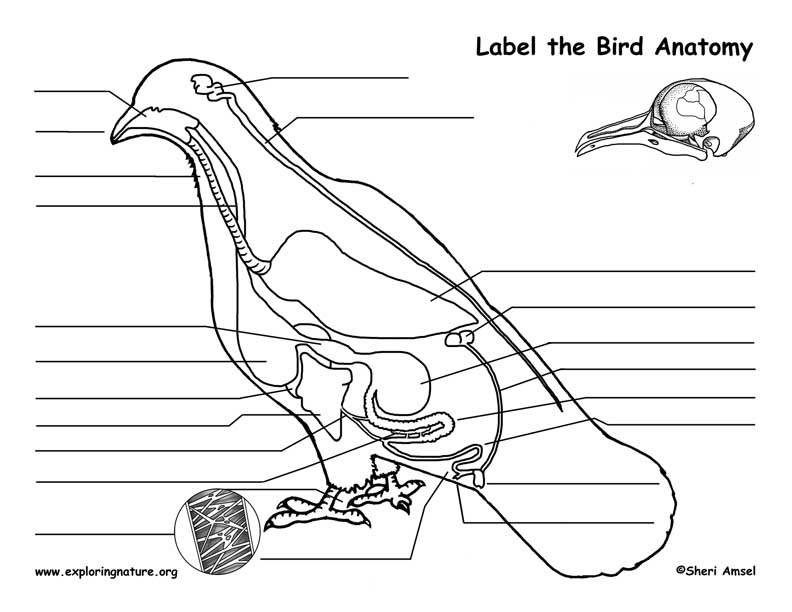 Bird Internal Anatomy Diagram