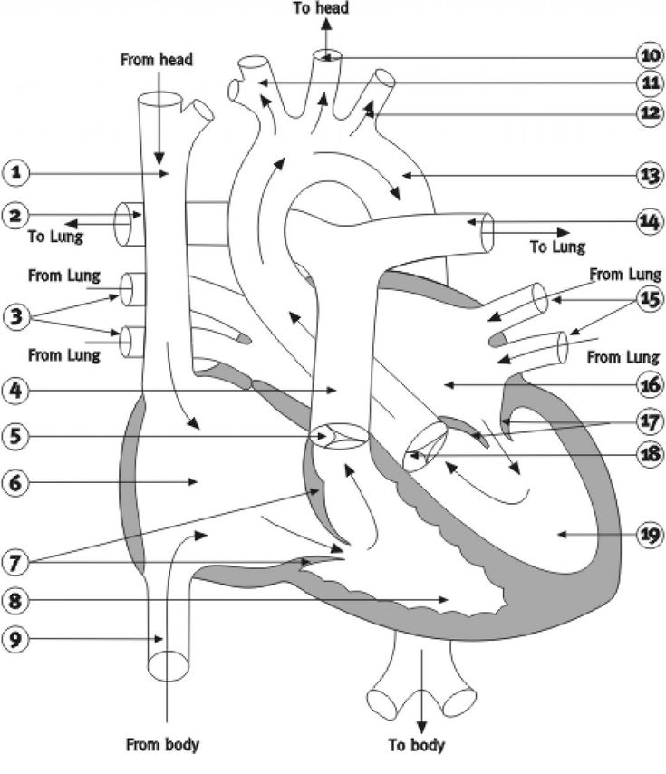 Blank Heart Diagram Worksheet Human Anatomy Diagram Clip Art 