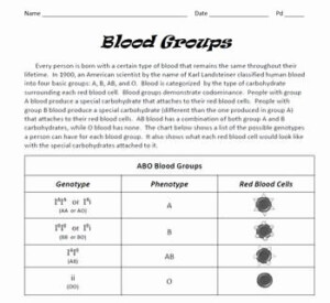 Blood Type Inheritance Worksheet