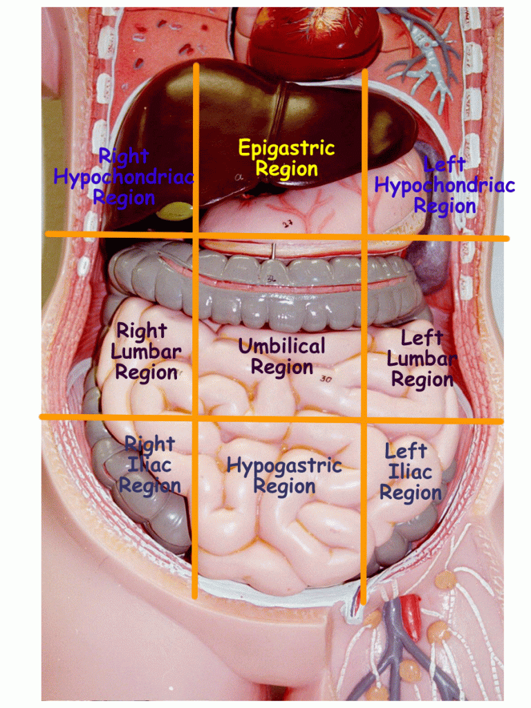Body Cavities And Membranes Anatomy Physiology