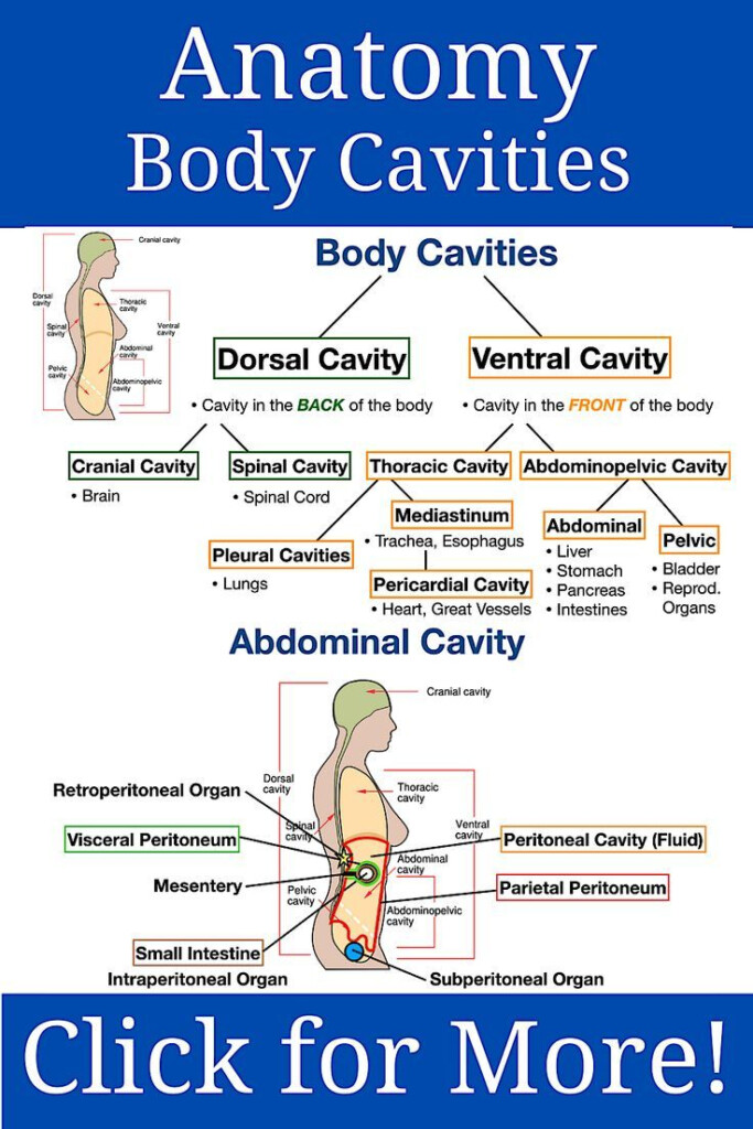 Body Cavity Anatomy Labeled Diagrams Notes Drawings Worksheet Artofit