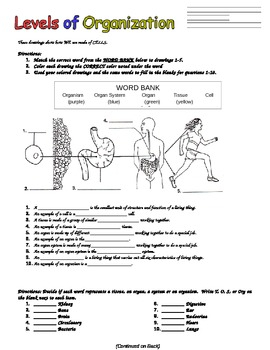 Body Organization Worksheets
