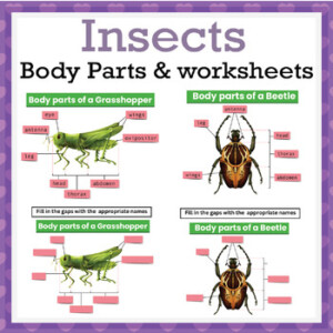 Body Parts Of Insects Insects Anatomy With Worksheets By Simon And Co