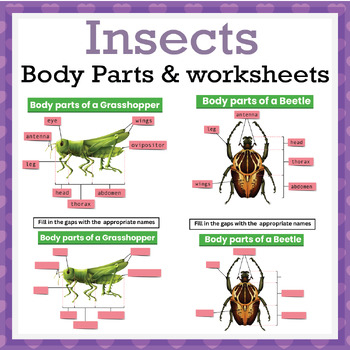 Body Parts Of Insects Insects Anatomy With Worksheets By Simon And Co
