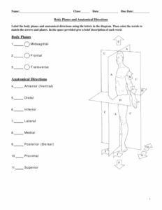 Body Planes Anatomical Directions Worksheet