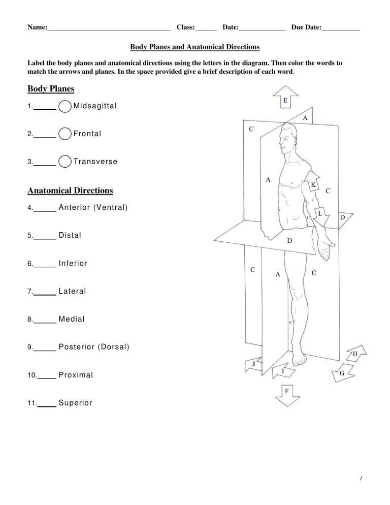 Body Planes Anatomical Directions Worksheet