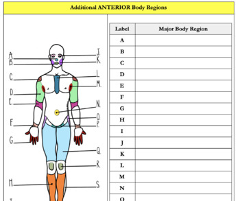 Body Planes Anatomical Regions And Directional Terms Practice TPT