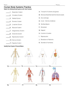 Body Systems Matching Practice PDF Human Body Animal Anatomy